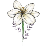 mak.png (2)